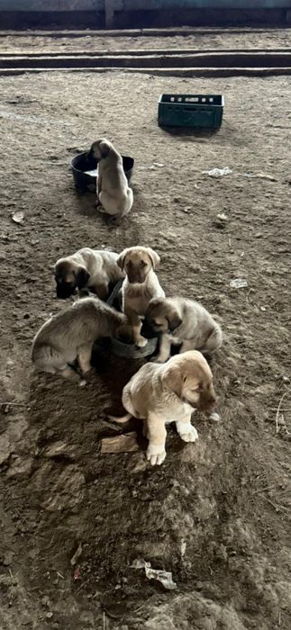 Kangal pui , caini rasa