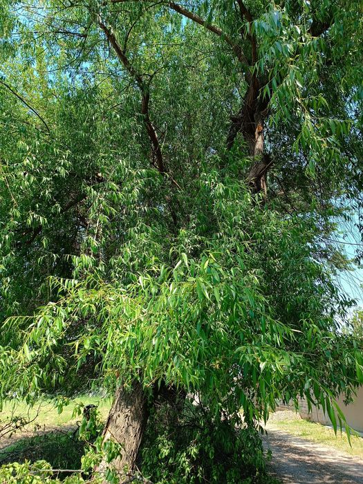 Отин бор отин керакми