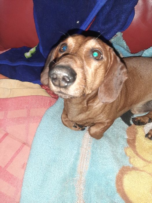 Щенок таксы подросток