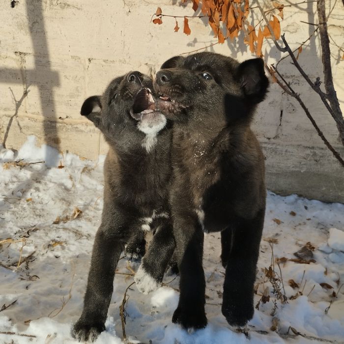 Отдам в добрые руки