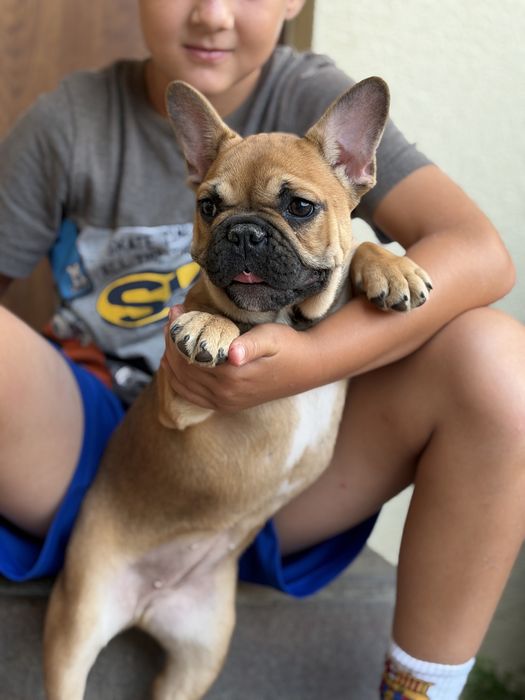 Bulldog francez red