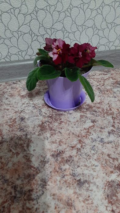 Комнатные цветы от 1500