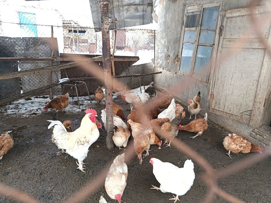 Тауықтар сатылады