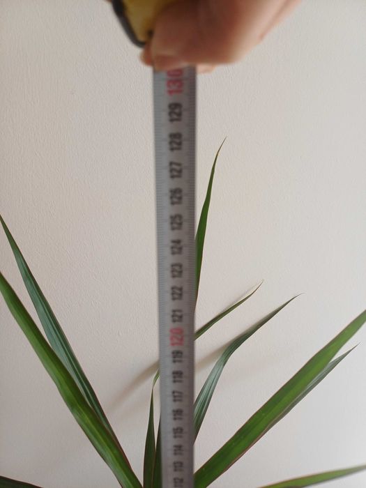 Planta ornamentala, Dracena