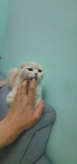 Scottish  fold мальчик
