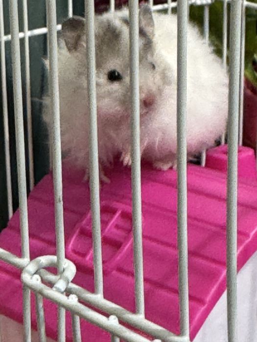 Хомякла сотилади