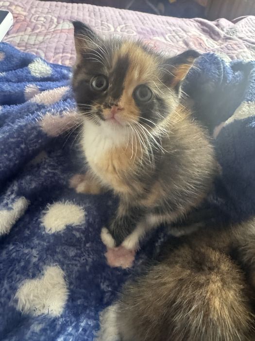 Кошка ……………………….