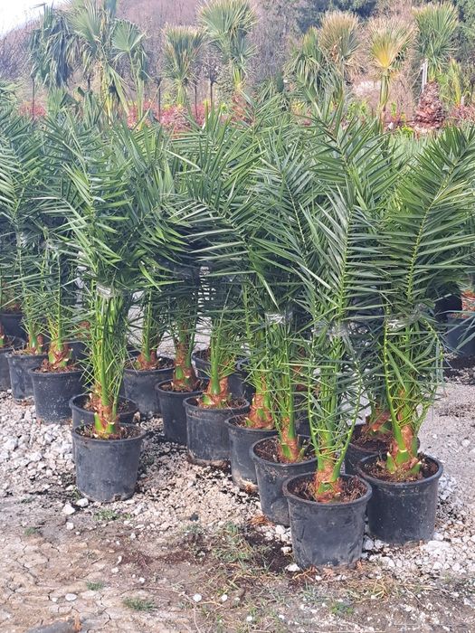 Plante decorative exemplu palmieri tuia brazi  leilandi mesteacăn