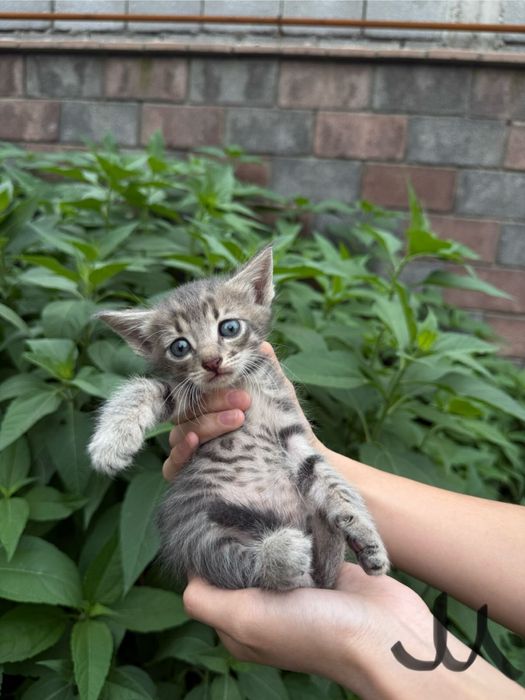 Продаются котята! 1 месяц