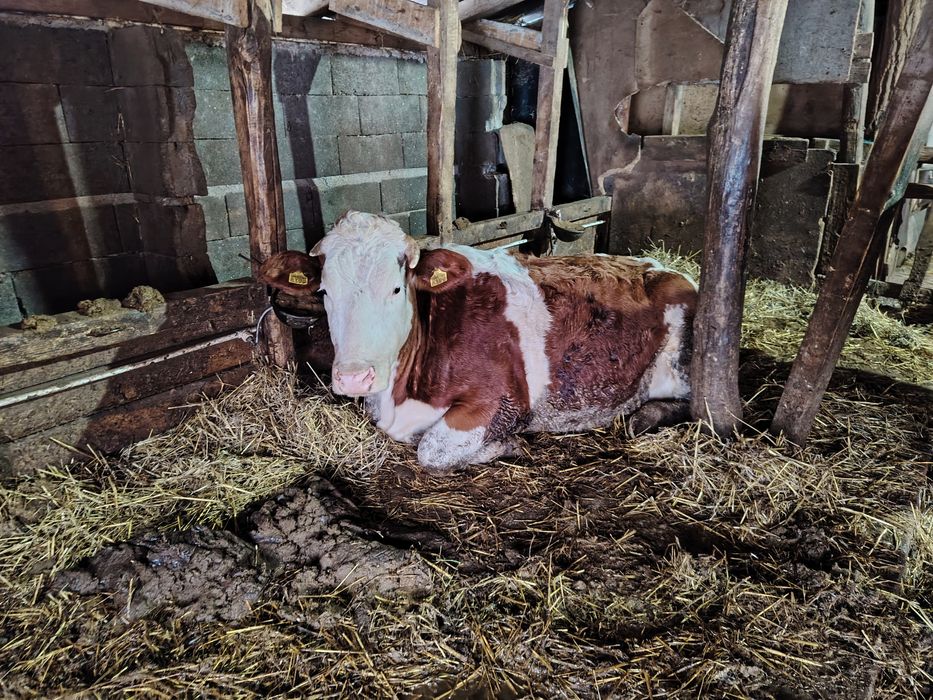 Vaci de vanzare, Bălțata românească