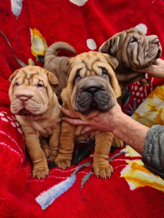 Очаровательные щенки  шарпея.