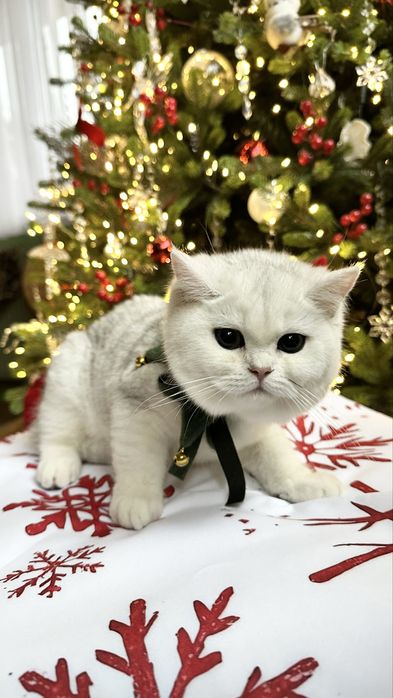 Fetita British Shorthair Chinchilla Silver Superba! Felisa Autorizata