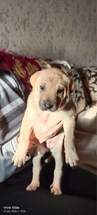 Отдам собак в добрые руки