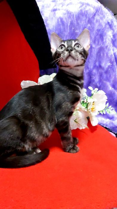 BLACK Bengal Cat. Vip котята