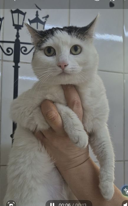 Кошечка мечтает жить дома!