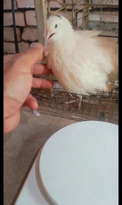 Бедана техас гиган привазной расия  зотидан инкубацыон тухум ва жо