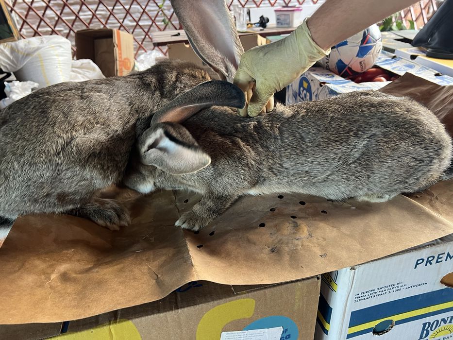 Iepuri Uriaș German 7 kg – 7 luni – din părinți tatuati