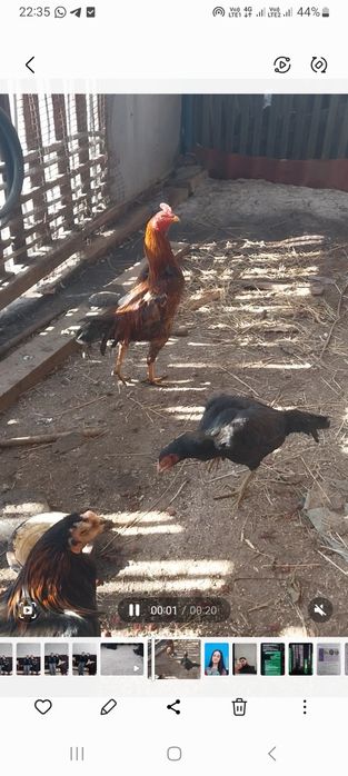 Дакан с даканкой