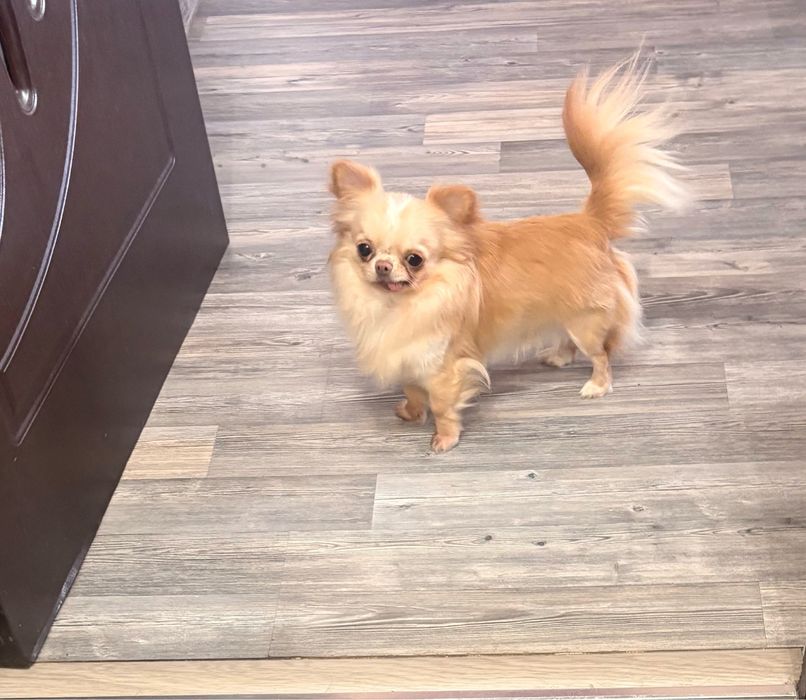 Чихуахуа   момче