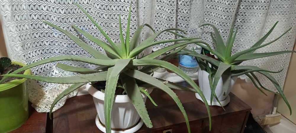 Продам Алоэ вера