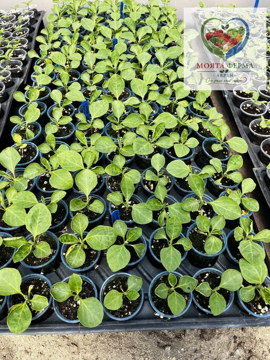 Разсад - домат, пипер, краставици