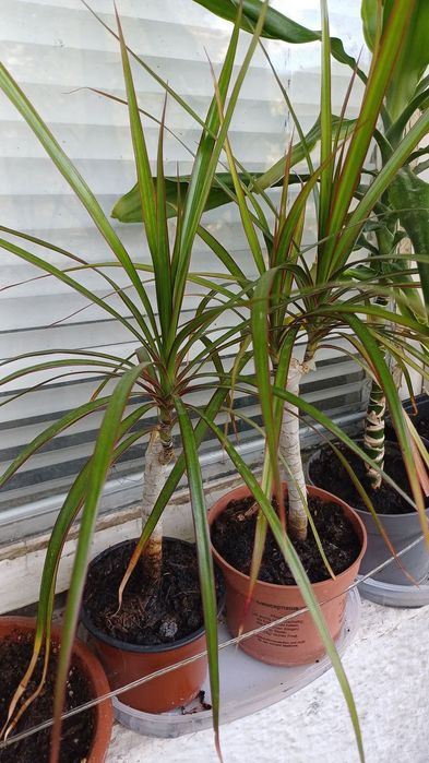 Стайни цветя -драцени и още