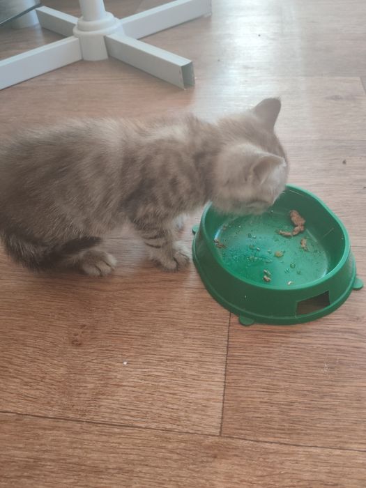 Отдам котенка в хорошие руки