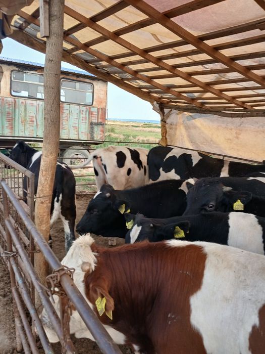 Vitei de carne  taurasi ne încărcați