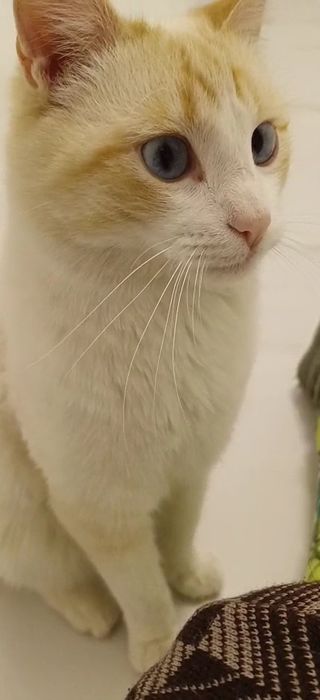 Кот мальчик в добрые руки