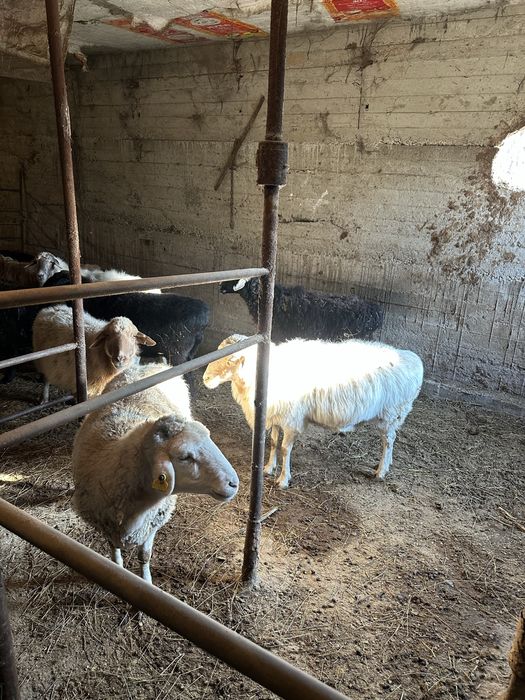 Қой сатылады /продам баранов