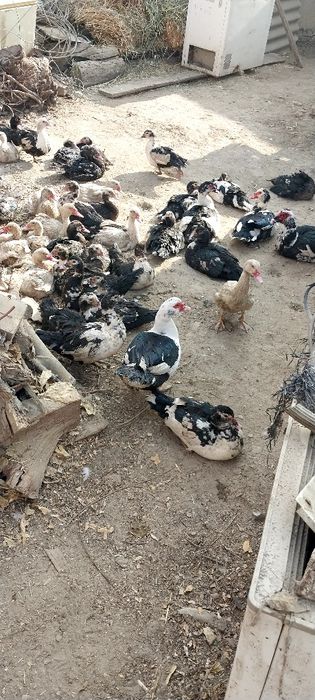 Zotlik indavutkalar bor