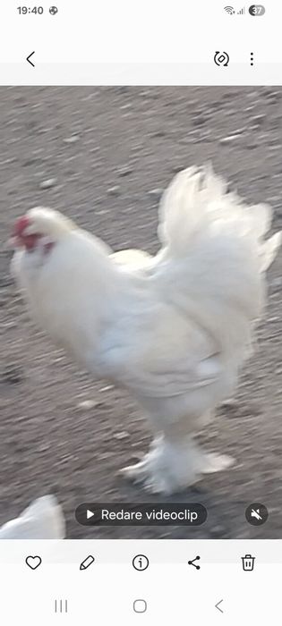 Vindem 3 cocosi din 5