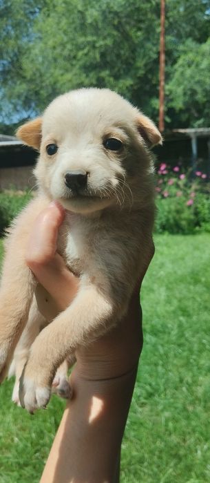 Щенки в добрые руки