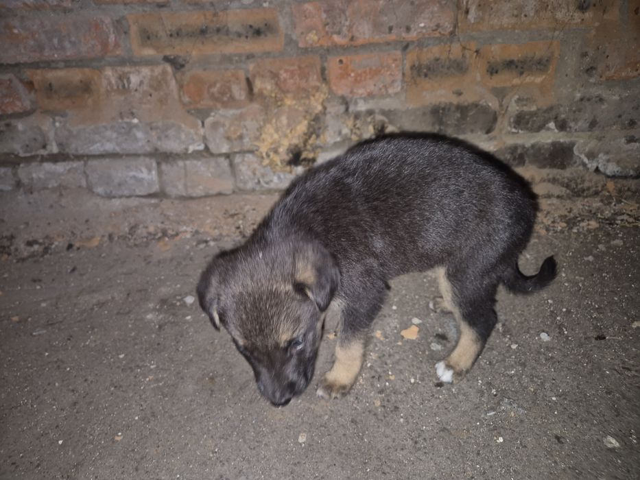 Щенки только в добрые ручки