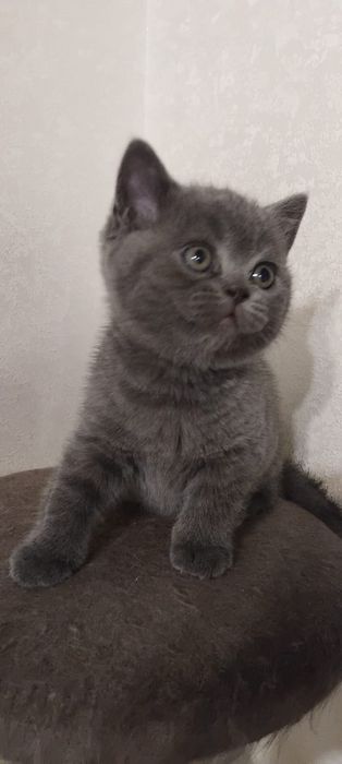 Шотландский котенок девочка