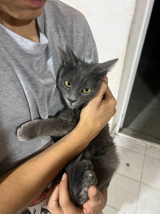 Xonaki mushuk sotiladi