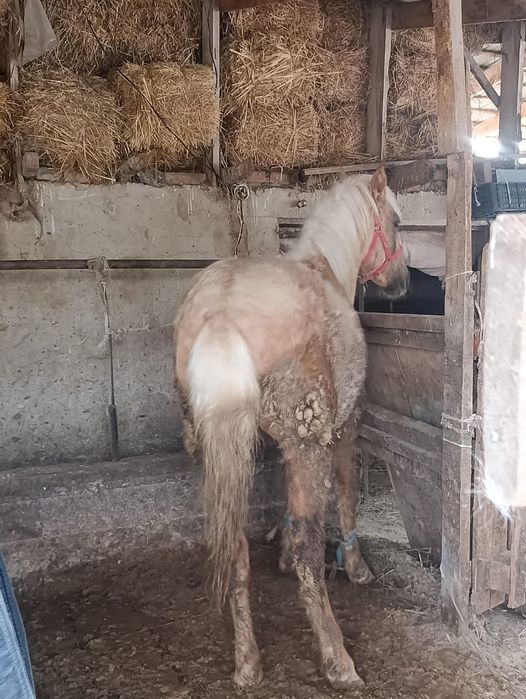 Продам полторашку жирный