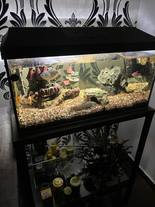 Acvariu cu pesti si filtre