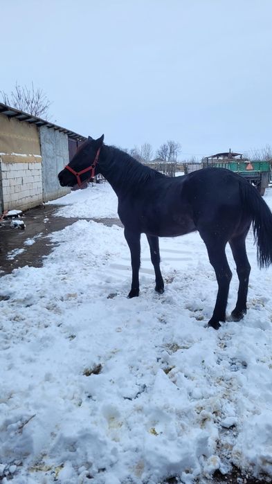 Iapă cu mânz, corcitura frizian