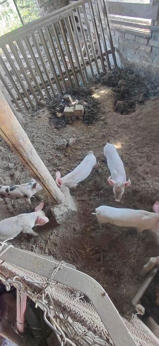 Продавам прасенца