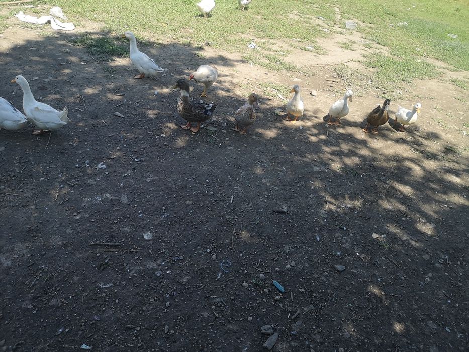 Rate pekin rouen