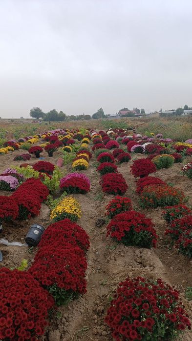 Globus guli sifatli yirik