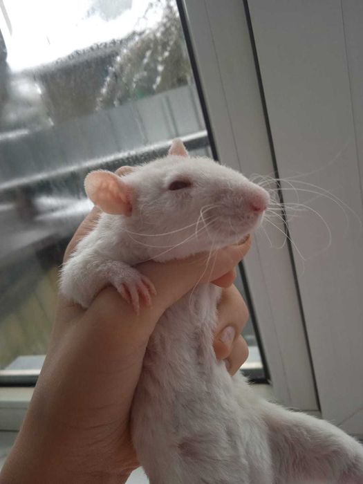 Декоративные крысы дамбо