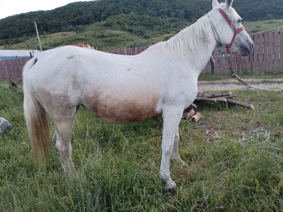 Iapă de vânzare.