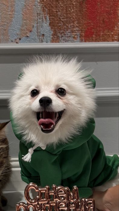 Померанский шпиц