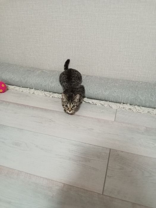 Отдам кошечку 4,5 мес.