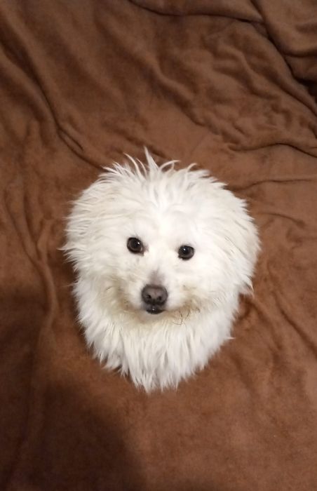 Bishon Femela - 2 ani