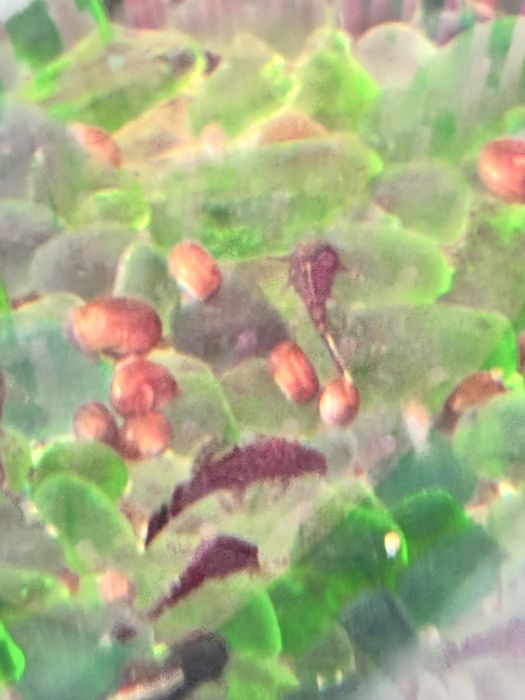 Продам аквариумные рыбки