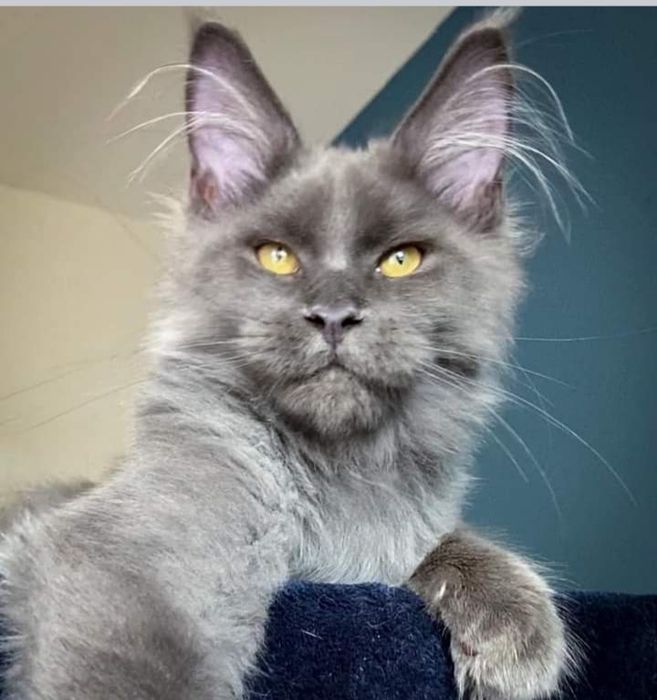 Котята мейнкун продаю