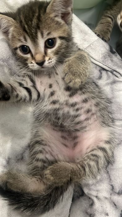 Отдам котят в добрые руки